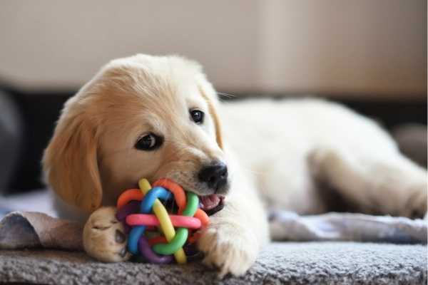 Dog enjoying his toy